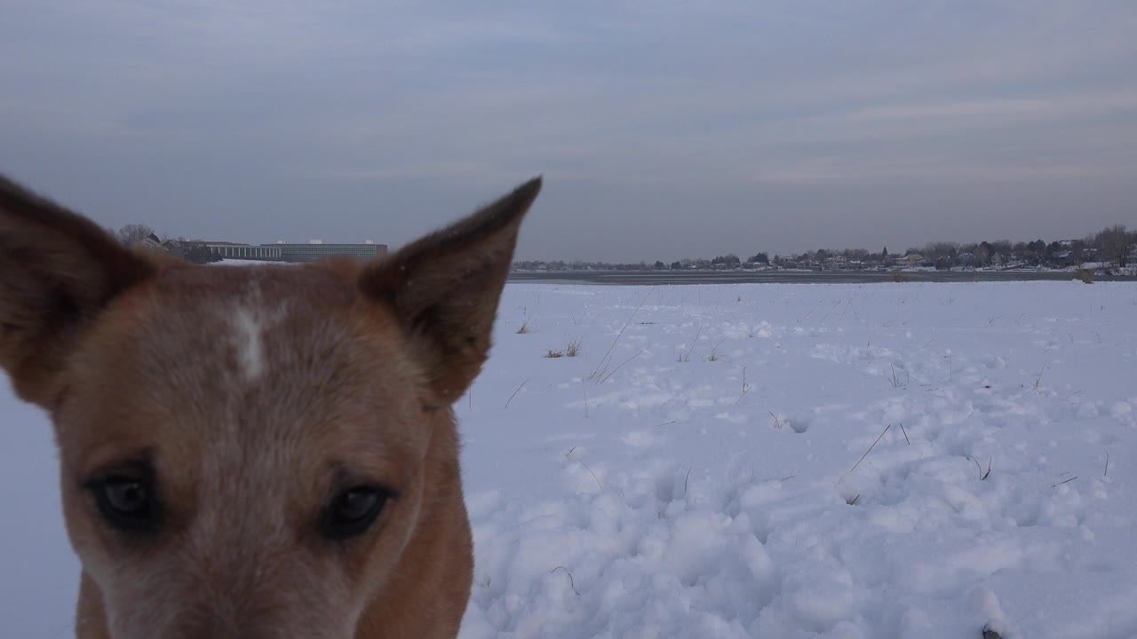 The tan dog faces the camera near center frame in Westminster, Colorado, with snowy ground behind it, distant buildings on the horizon, and no visible people.