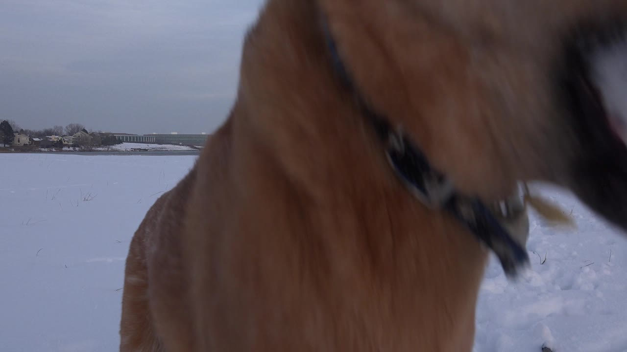 A close cropped view shows the dog's neck and dark collar at the right side of the frame, with the snowy Westminster, Colorado field still visible behind and no visible people.