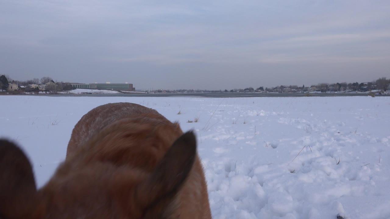 Dog body partly cropped at the edge of a snowy field
