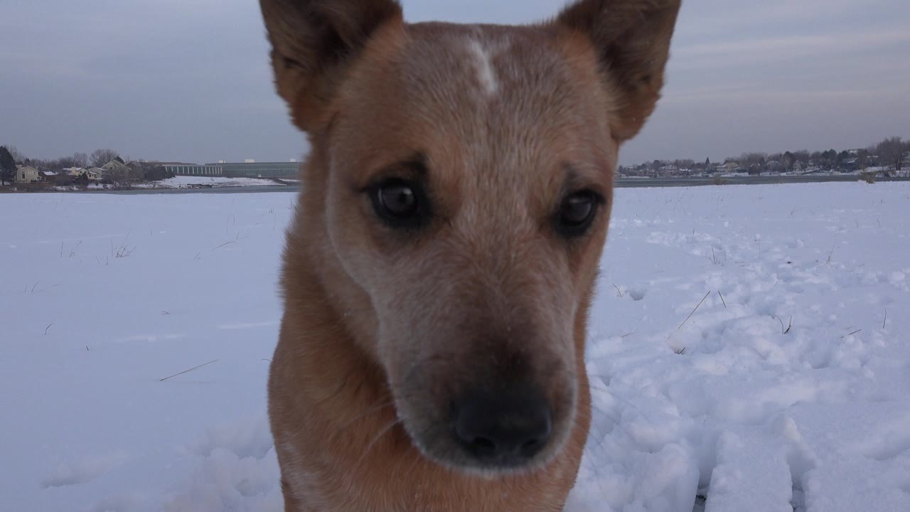 A brown dog faces the ground-level camera in a snowy field in Westminster, Colorado, with paw tracks and distant buildings behind it, no visible people.