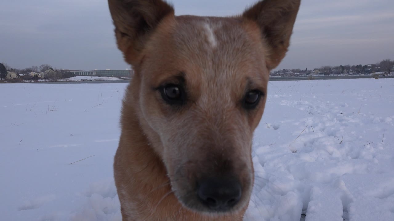 The brown dog remains close to the lens in Westminster, Colorado, with its face centered over snow tracks and a low distant horizon, no visible people.