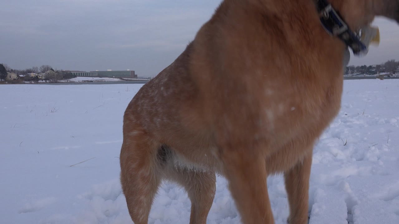 Brown dog turned sideways in the snow.