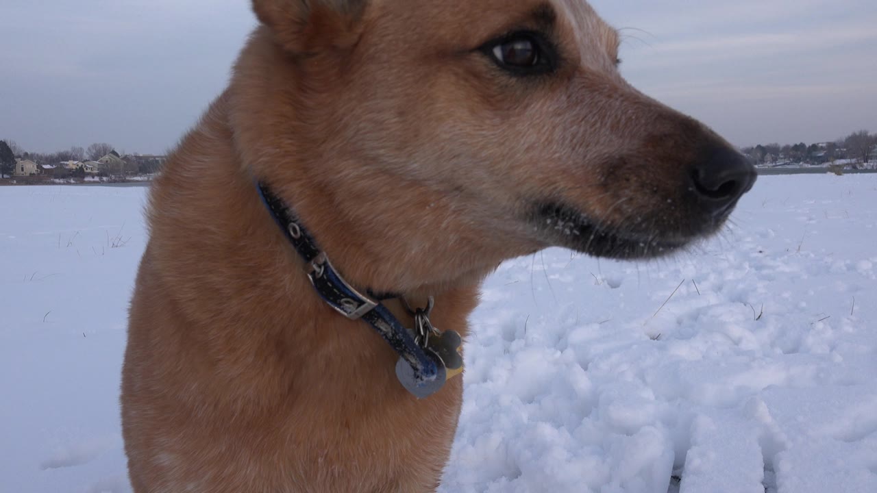 Tan dog in close profile beside a snowy field.
