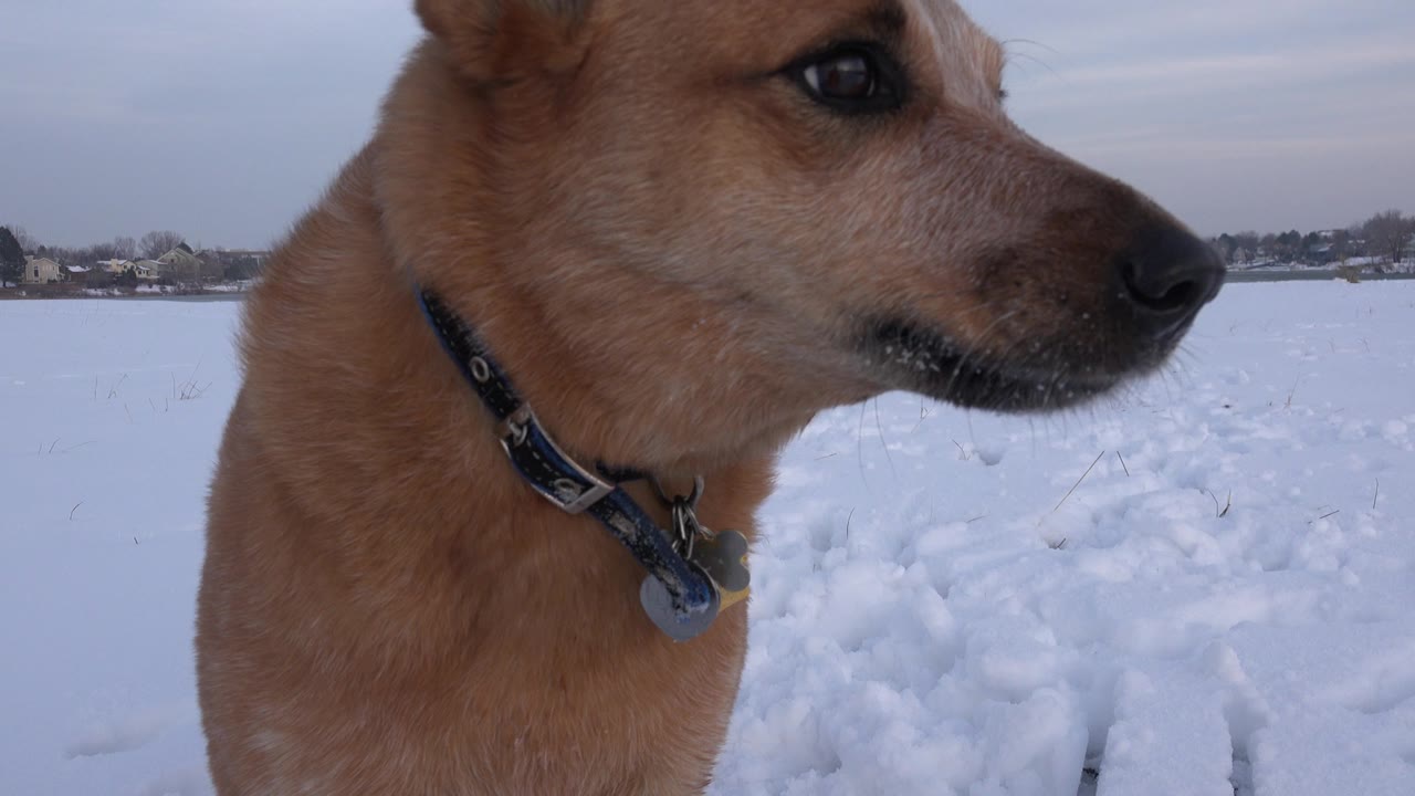 Tan dog remains close to the ground-level camera in Westminster, Colorado, with its muzzle in profile, collar visible, and no visible people in the snowy field.