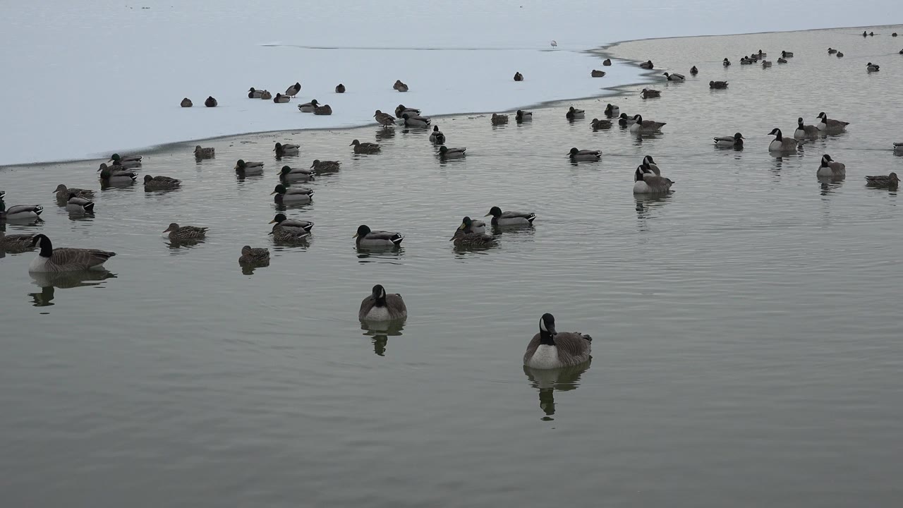 Ducks and geese spread across calm pond water in Westminster, Colorado, with one goose near the lower center and no visible people.