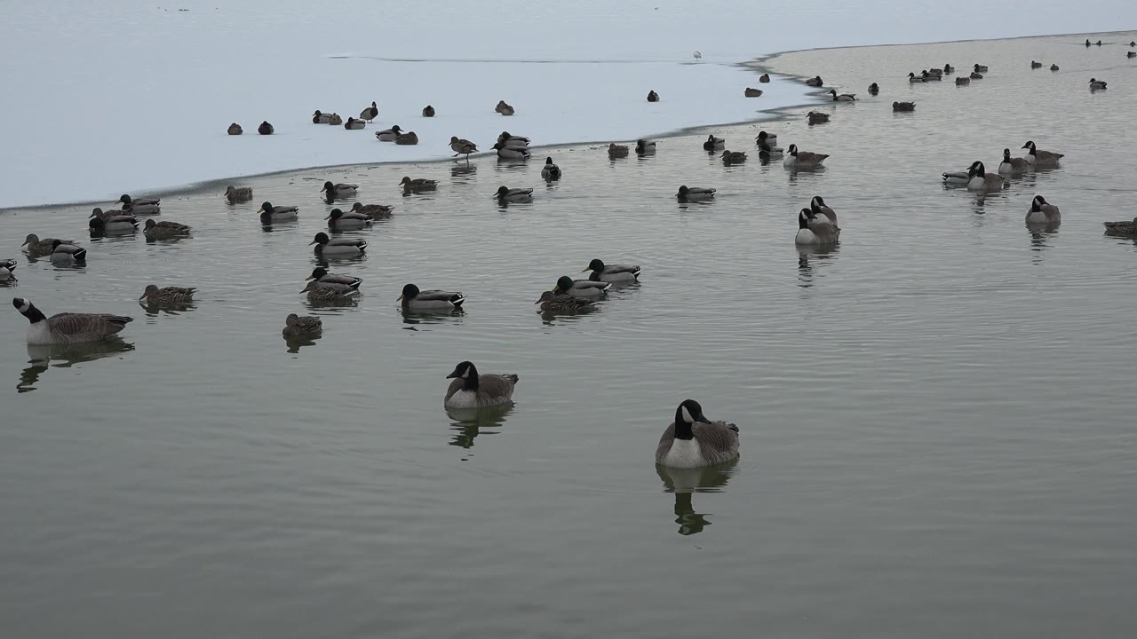 Goose and ducks on a quiet pond surface