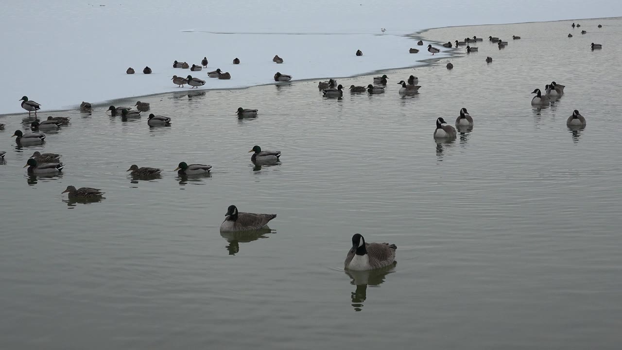 Geese and ducks float across calm water near a pale ice edge in Westminster, Colorado, with no visible people in the opening frame.
