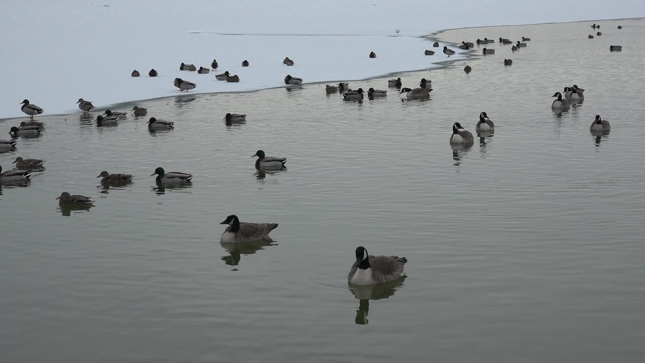Geese and ducks floating near a frozen patch.