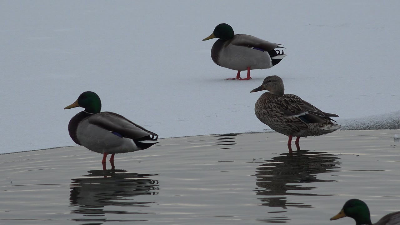Three ducks are visible near a snowy or icy lake edge in Westminster, Colorado, with reflective shallow water in the foreground and no visible people.