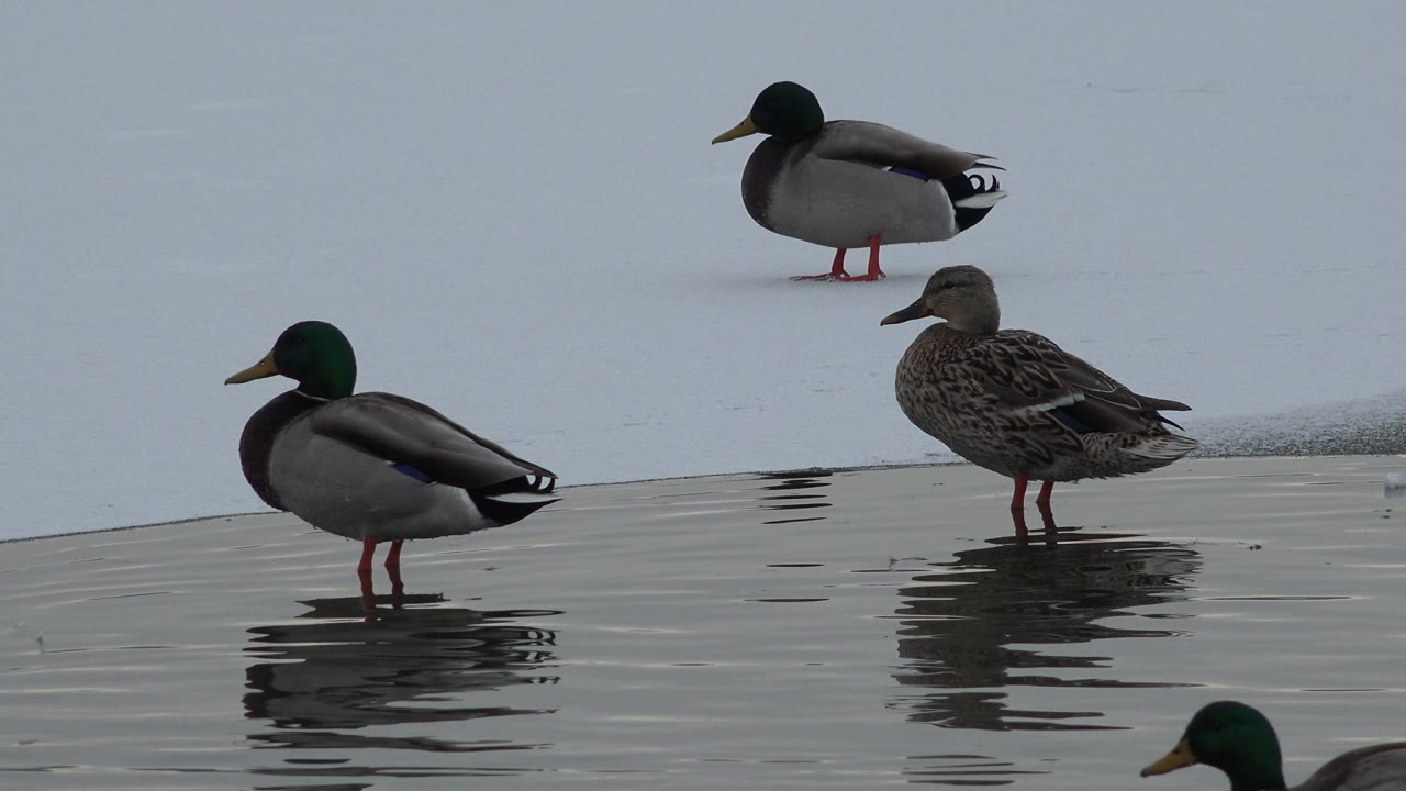 Two male mallards and a brown duck remain near the pale snowy bank in Westminster, Colorado, with dark reflections stretching across the water and no visible people.