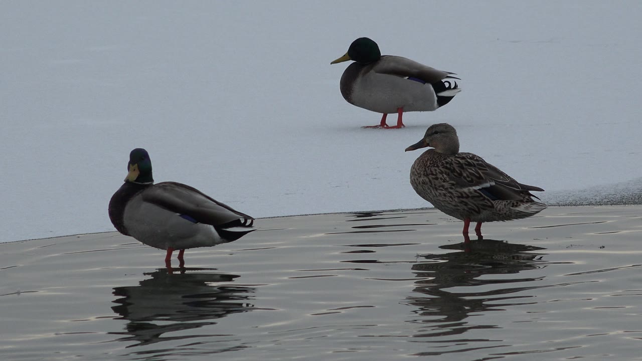Three ducks stand near the edge of icy pond water in Westminster, Colorado, with dark reflections below them and no visible people.