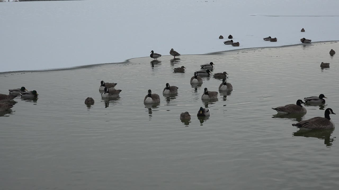 Ducks and geese floating on gray pond water