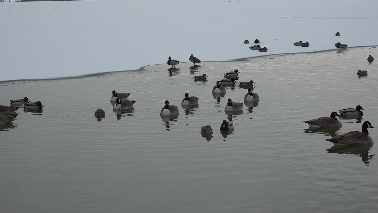 Several ducks and geese drift on the pond in Westminster, Colorado, with a large goose near the lower right and no visible people.