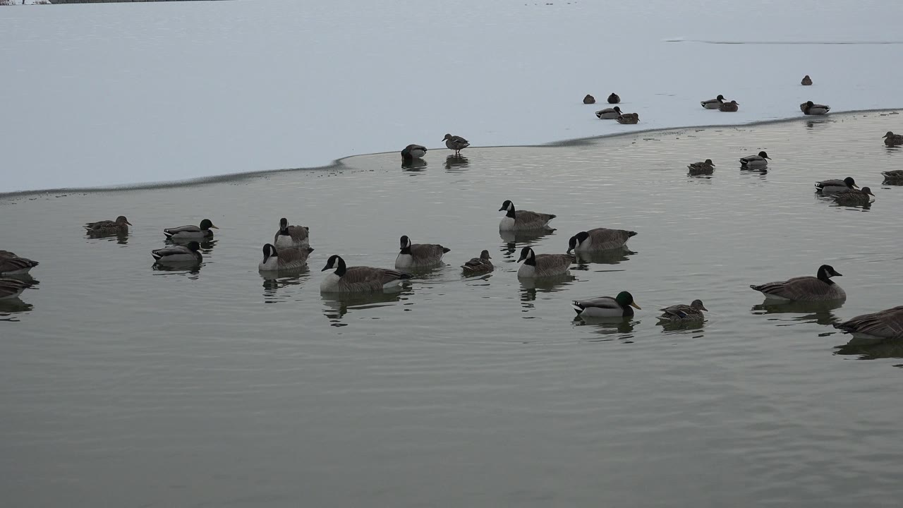 Waterfowl float across a gray pond beside snow and ice in Westminster, Colorado, with ripples in the foreground and no visible people.