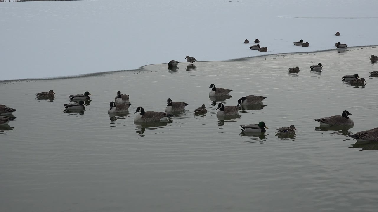 A cluster of ducks and larger waterfowl drifts near the snowline in Westminster, Colorado, with muted gray water and no visible people.