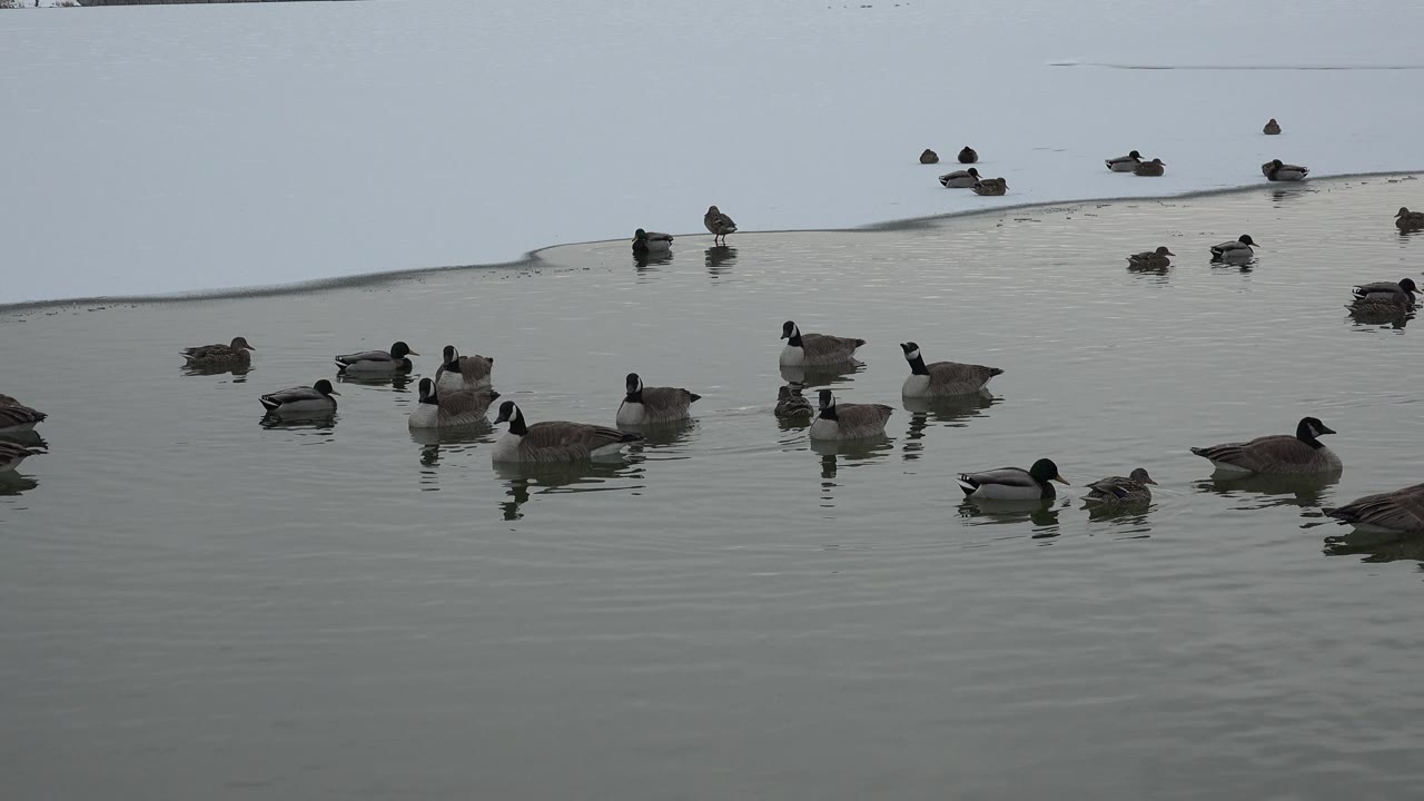 Ducks and waterfowl spaced across calm water by ice.