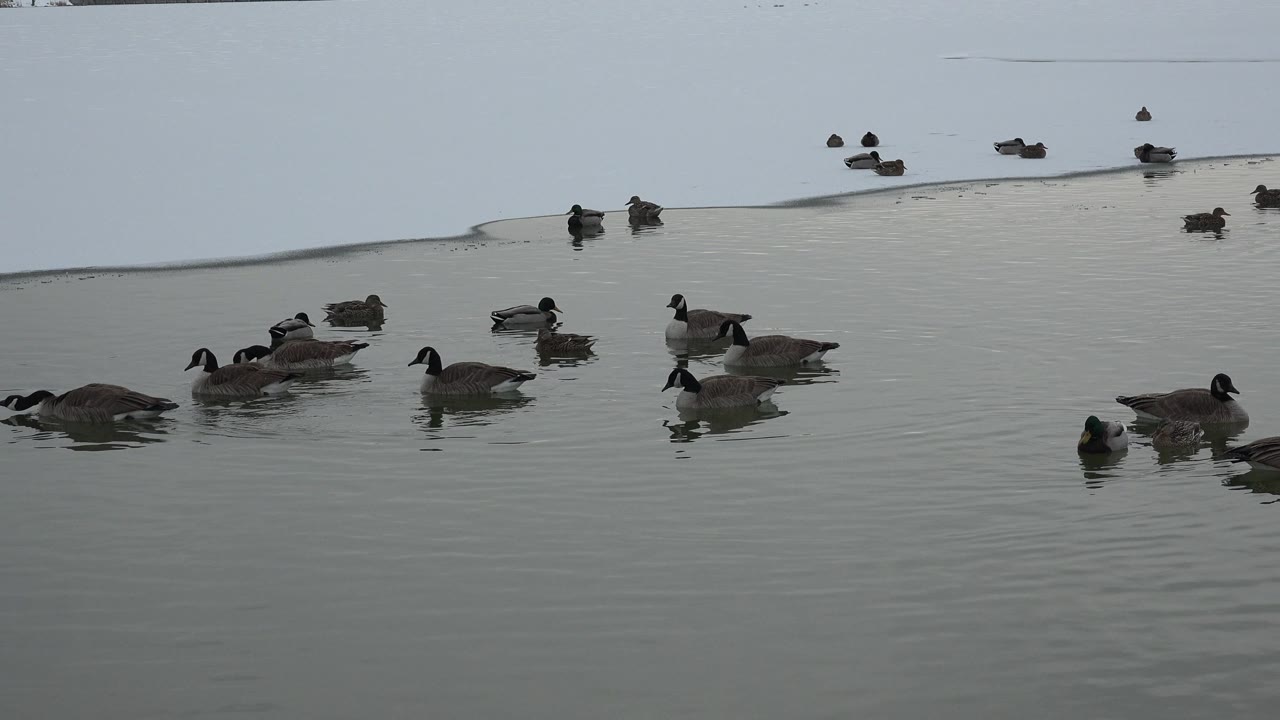 Ducks and geese float near the ice edge on a pond in Westminster, Colorado, with no visible people and muted reflections on the water.