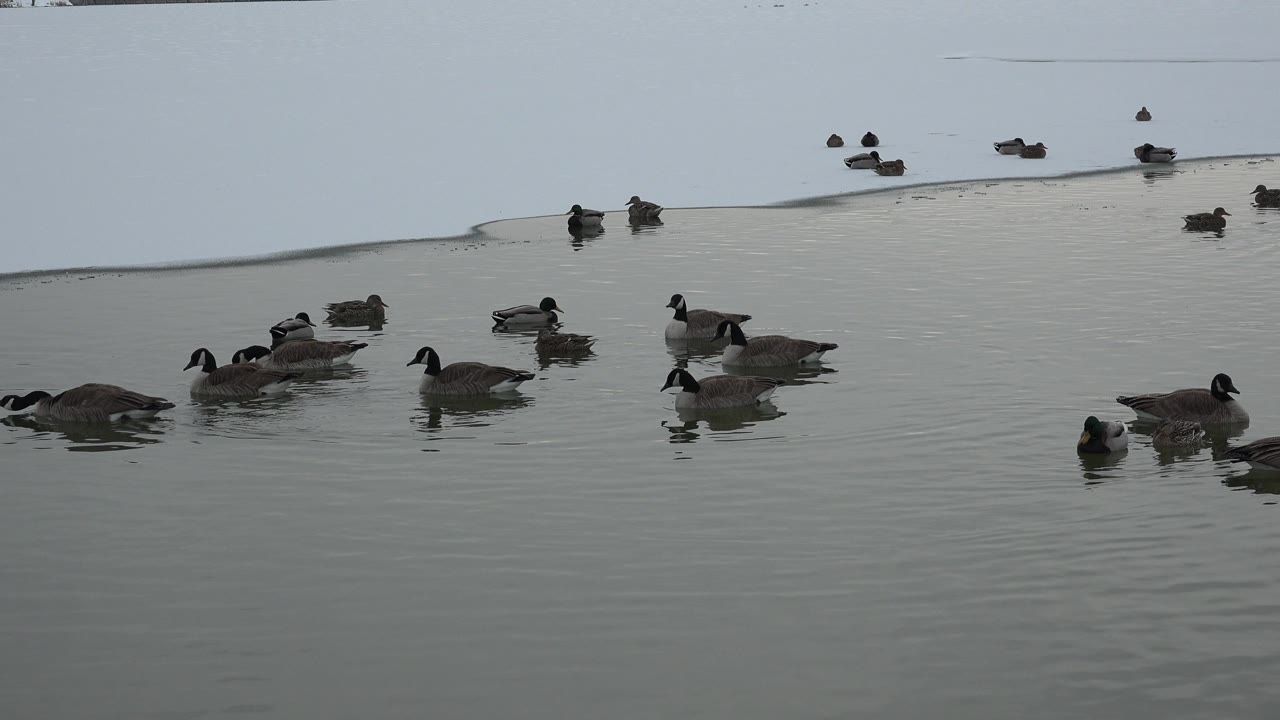 Waterfowl spread across the foreground and midground of an icy Westminster pond, with no visible people and a pale ice sheet behind them.