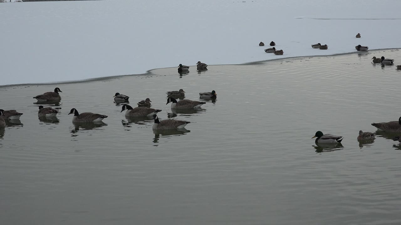 Geese and ducks spread across calm water in Westminster, Colorado, with a pale shoreline at the top of frame and no visible people.