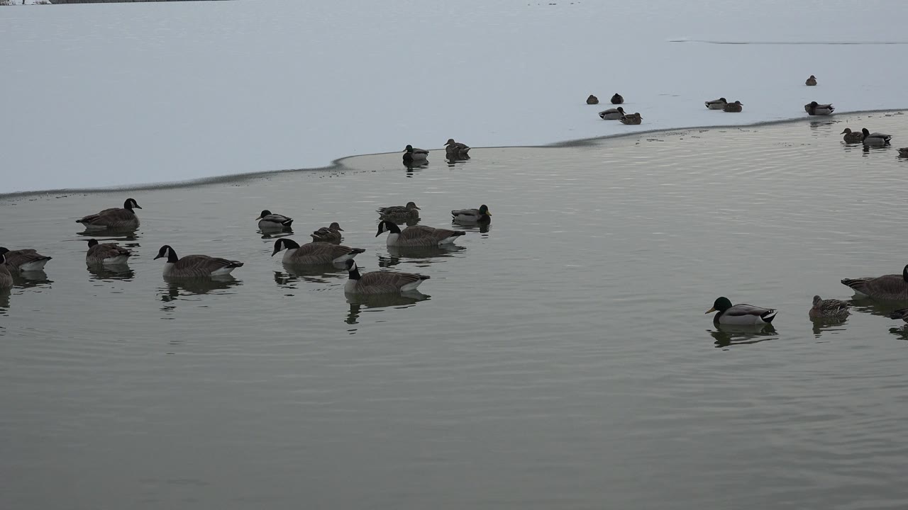 A loose group of geese and ducks floats in Westminster, Colorado, with several birds in the foreground and smaller birds near the far shoreline, no visible people.