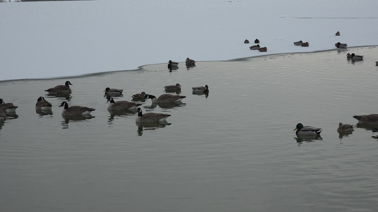 Geese and ducks drifting near a shoreline.