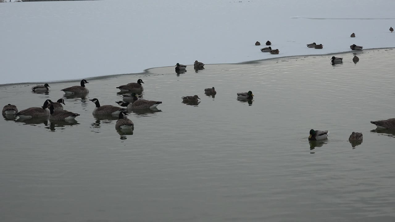 Several ducks float and rest on calm pond water in Westminster, Colorado, with clustered birds in the foreground, distant waterfowl near the top edge, and no visible people.