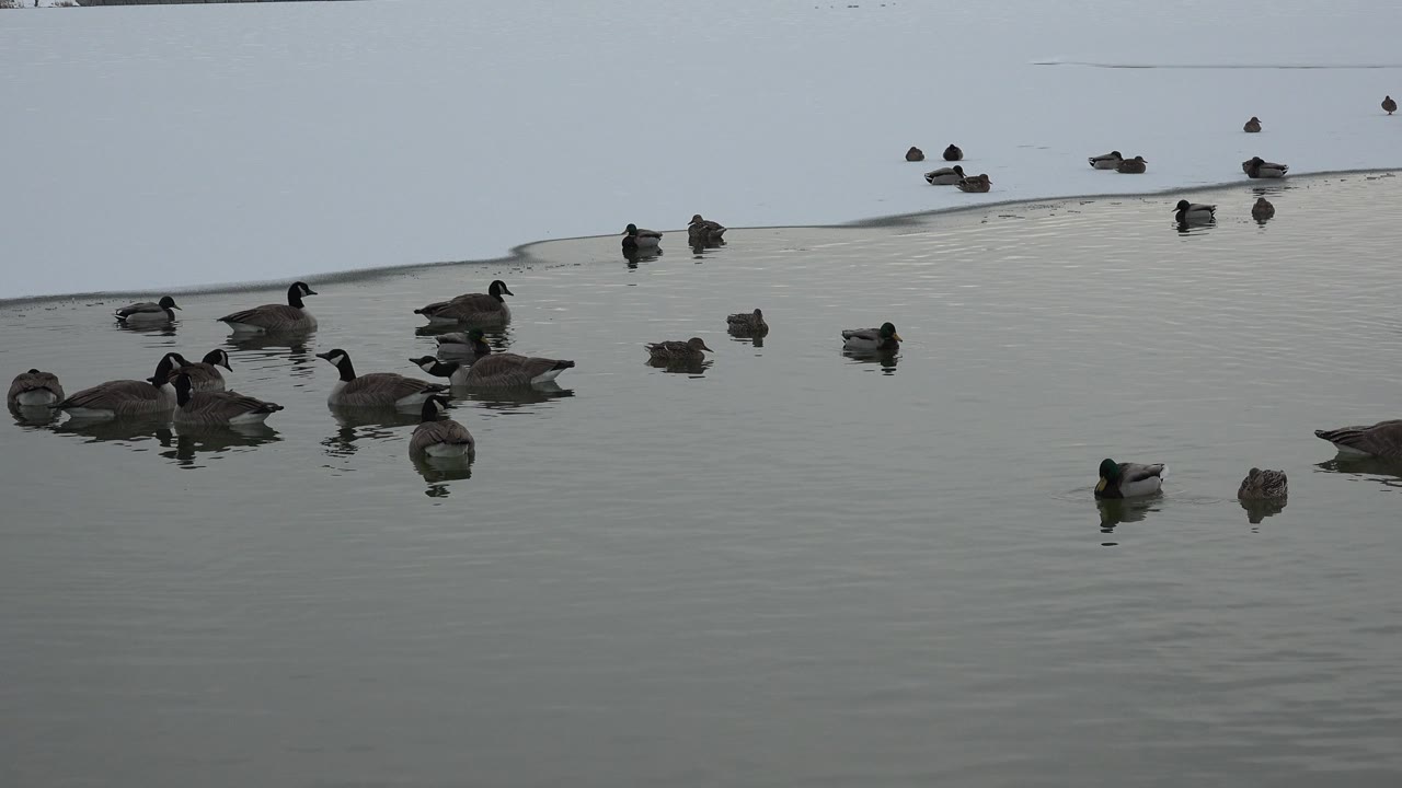 Ducks remain clustered across the lower half of the Westminster pond frame, with two small birds closer to the camera on the right and no visible people.