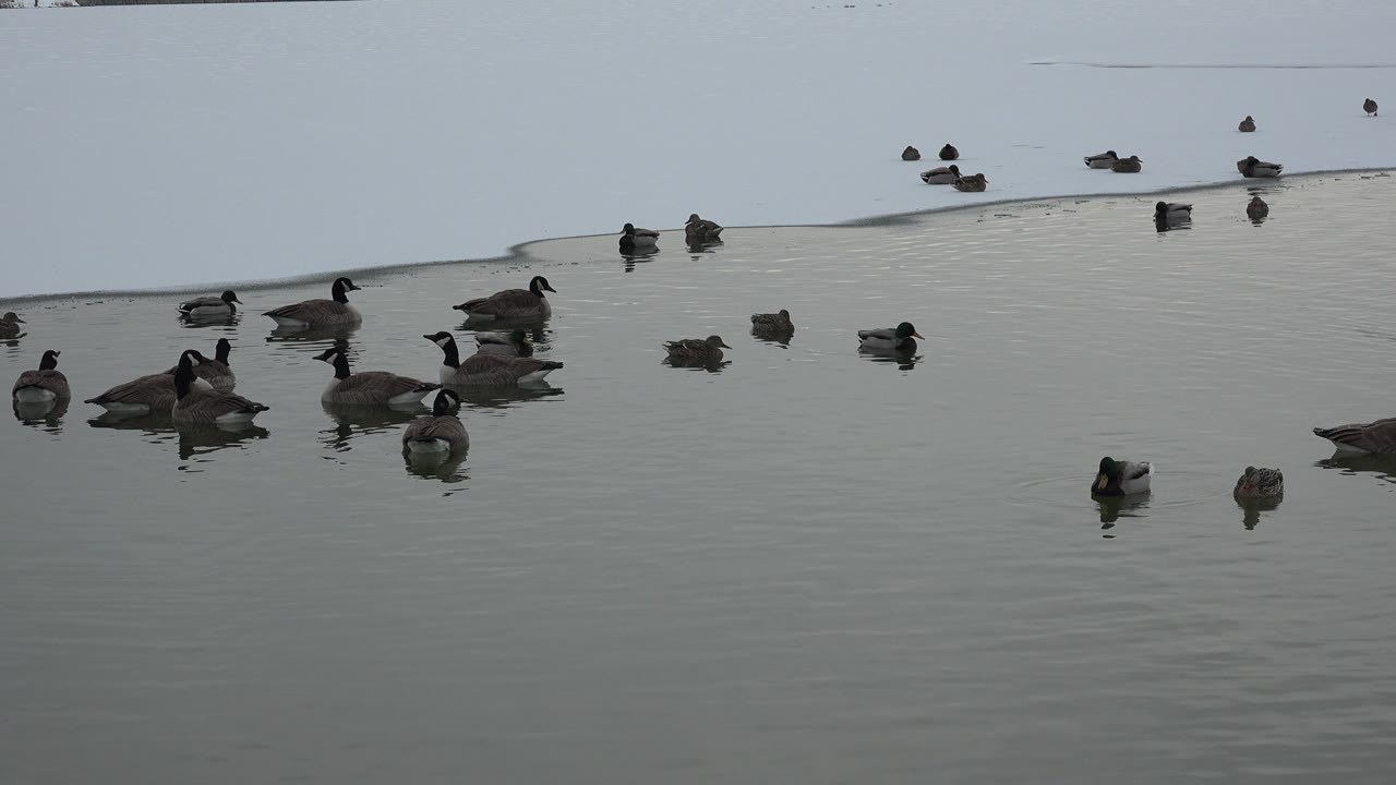 Ducks drifting on gray-green pond water.