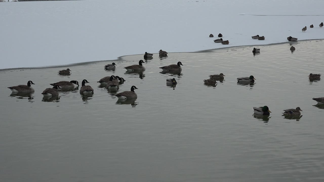 Ducks float across a gray-green pond in Westminster, Colorado, with a pale snow or ice edge at the top of frame and no visible people.
