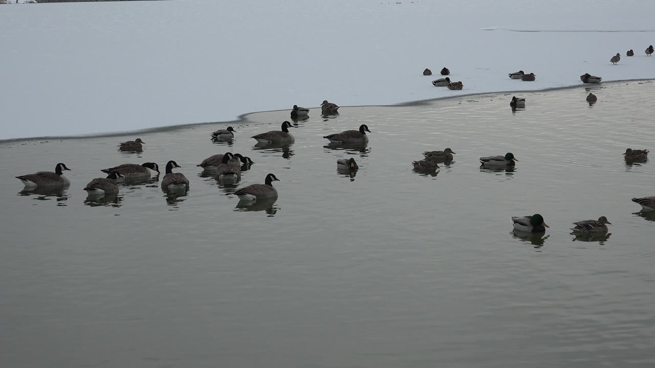 A loose cluster of ducks drifts on the Westminster pond, with small ripples around the birds and no visible people in the frame.