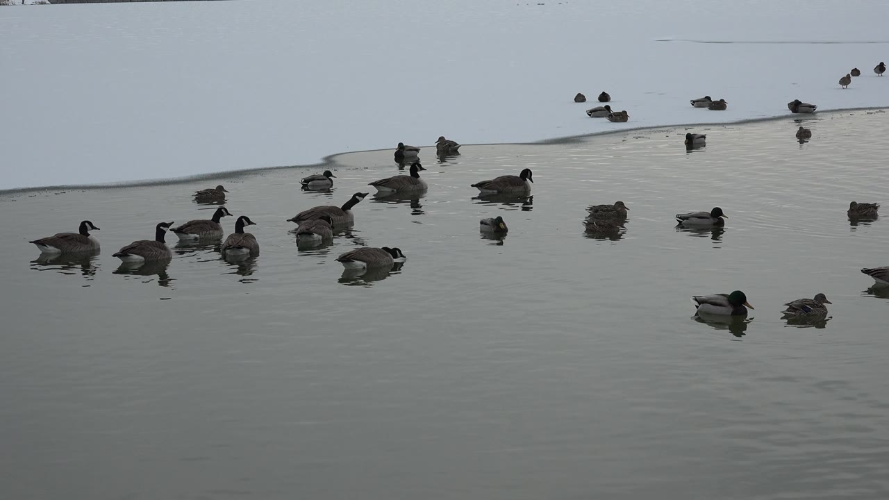 Ducks on open pond water below a light shoreline band.