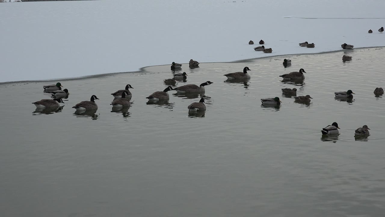 Adult ducks and small ducklings float across gray-green water in Westminster, Colorado, with a pale shoreline near the top and no visible people.