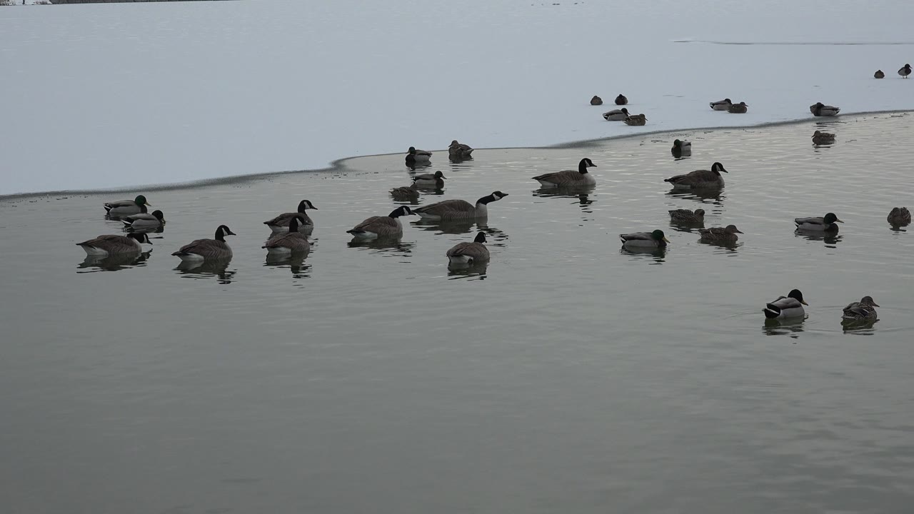 The group of ducks remains scattered across the pond surface in Westminster, Colorado, with open water in front and no visible people.