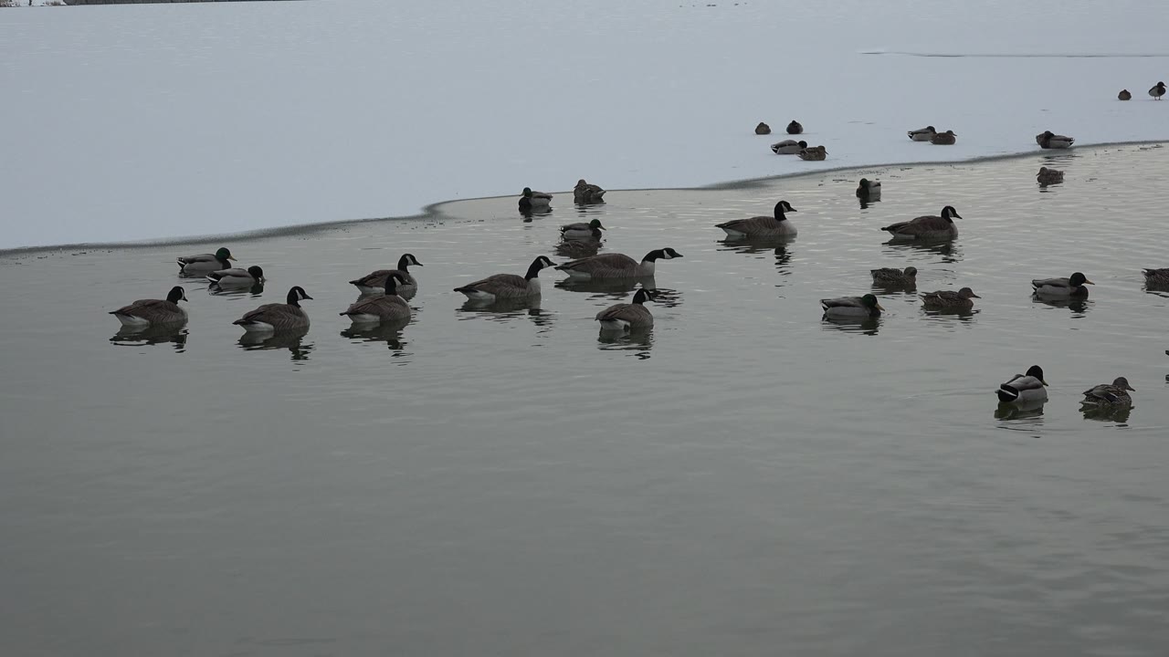 Ducks drifting near a low shoreline