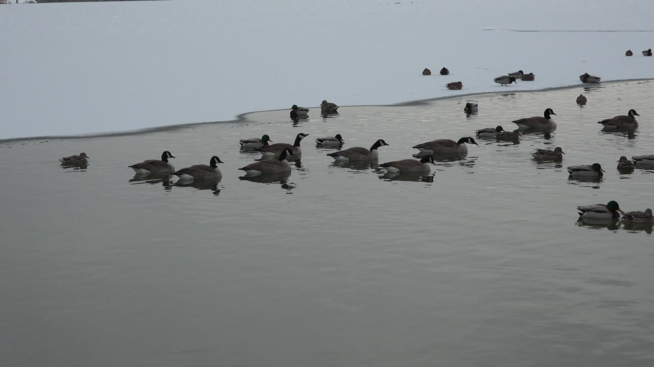 Several ducks float on gray water near a snow-covered bank in Westminster, Colorado, with no visible people in this opening frame.