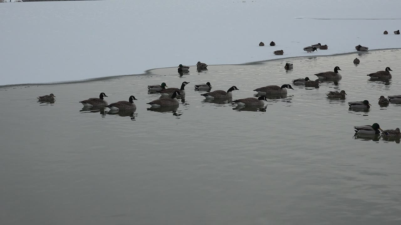 Ducks are spread across the midground on calm gray-green water beside a white snowy bank in Westminster, Colorado, with no visible people.