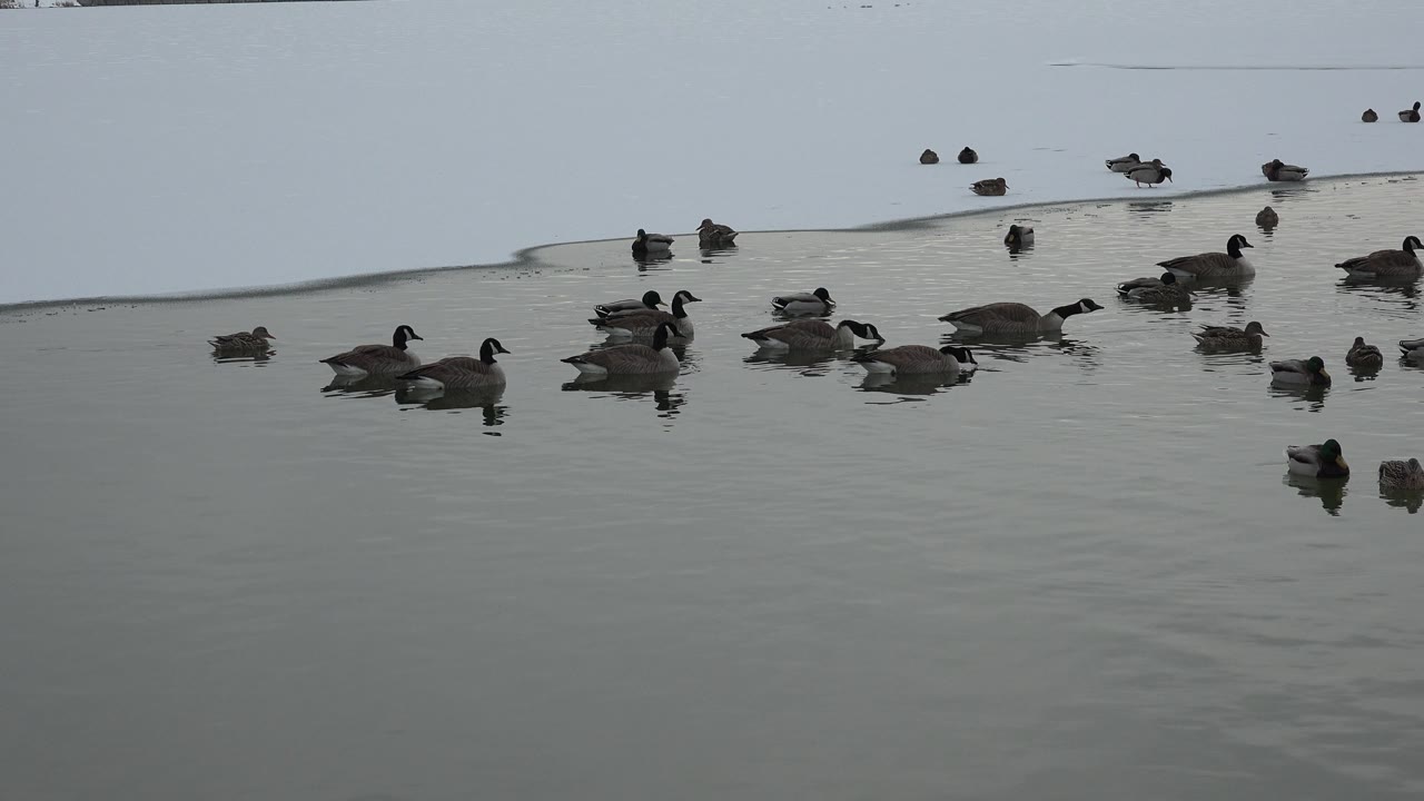 Ducks drifting closer together near the icy bank.