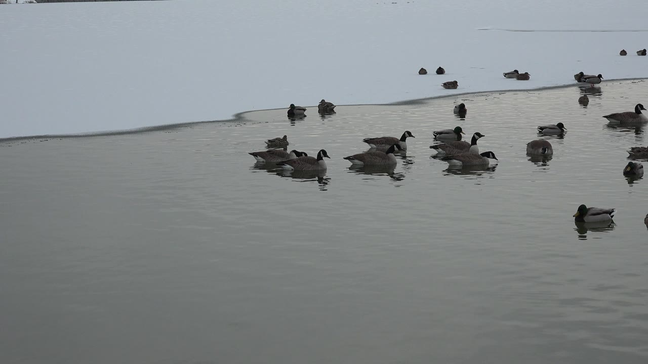 Ducks float in loose groups on a calm lake in Westminster, Colorado, with one duck lower in the frame and no visible people.