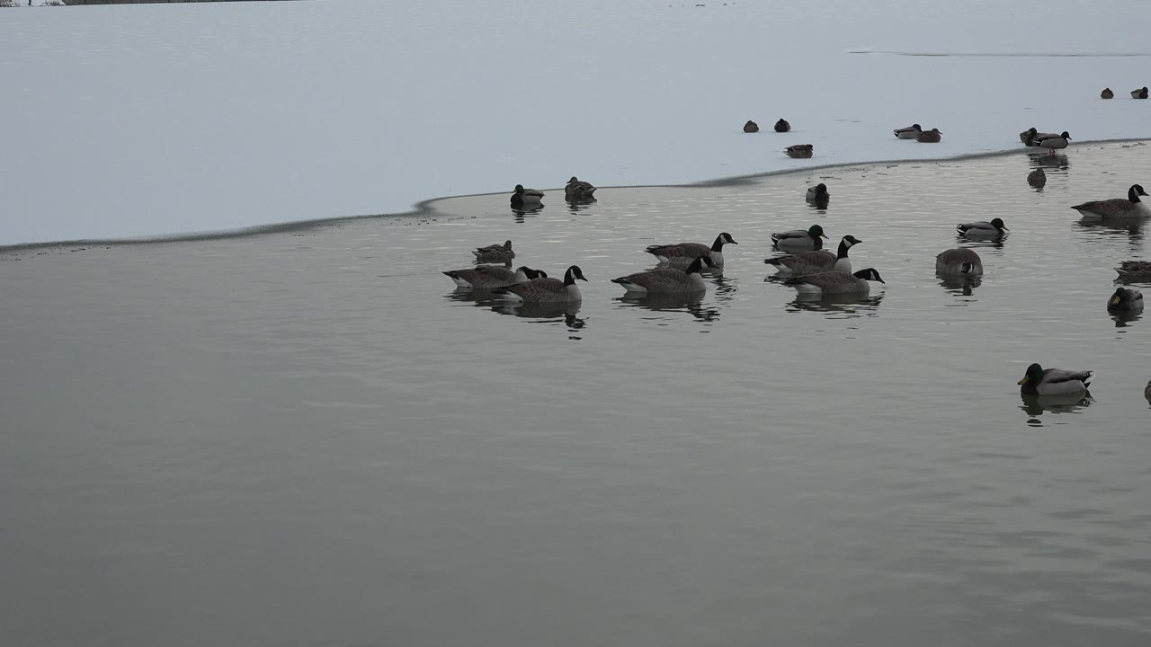 A cluster of ducks sits near the center of the calm Westminster, Colorado lake while a lone duck remains lower right, with no visible people.
