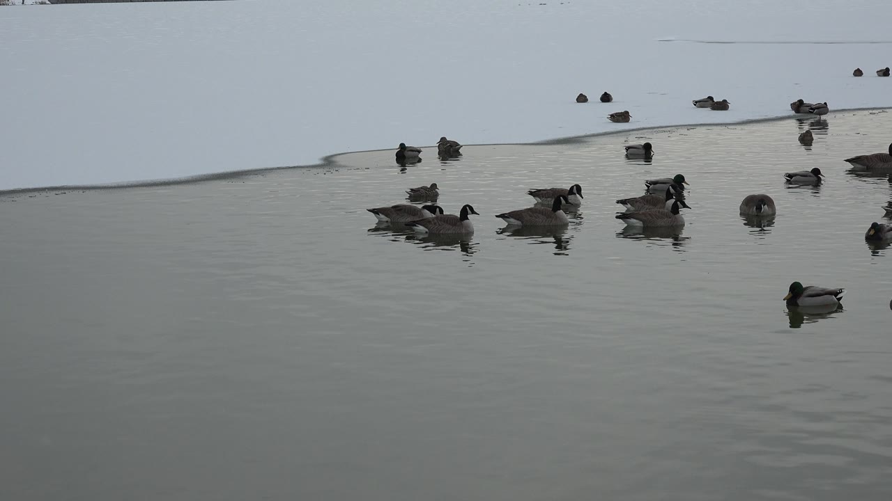 Ducks gathered near a faint waterline