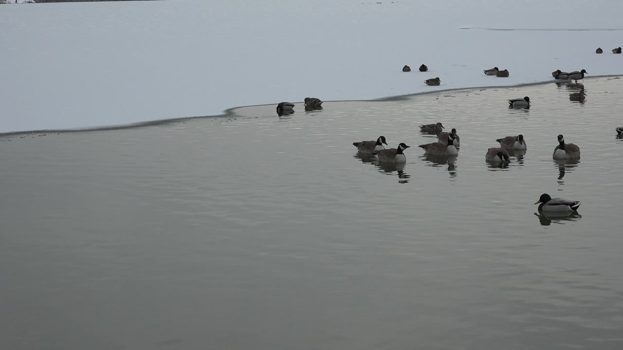 Ducks rest and float on a gray pond beside a snow-covered bank in Westminster, Colorado, with no visible people.