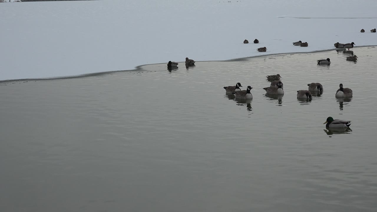 Ducks spaced across a calm winter pond.