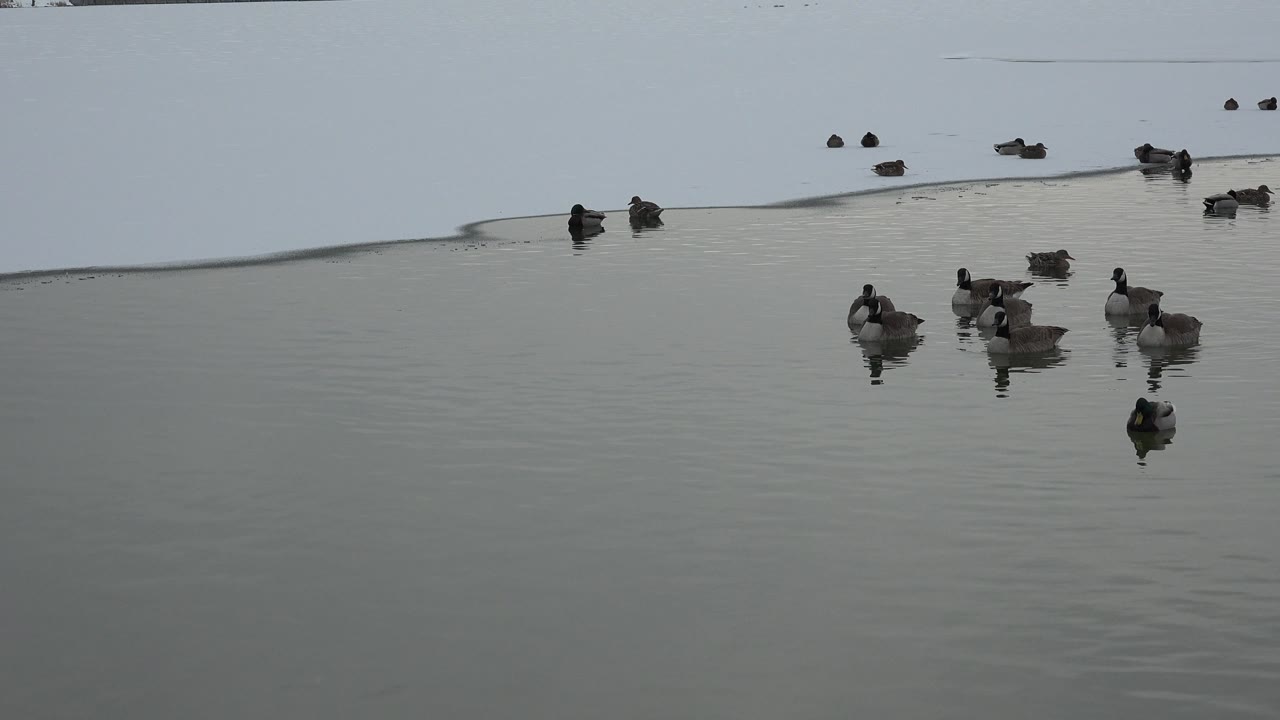 Small group of ducks floats on muted lake water in Westminster, Colorado, with faint reflections and no visible people.