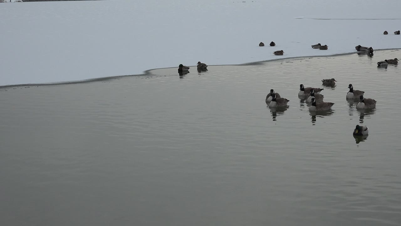 Several ducks drift closer together on gray-green lake water in Westminster, Colorado, while smaller birds sit farther back and no people are visible.