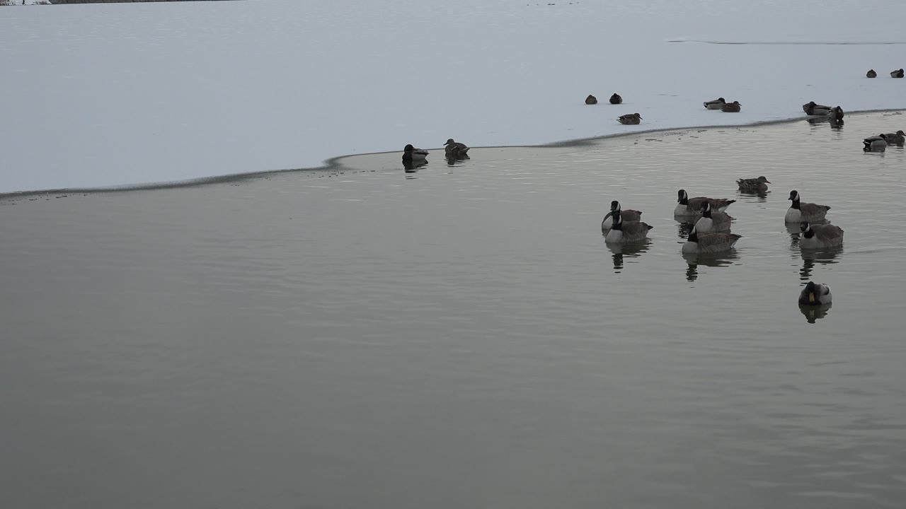 Ducks on open water with distant birds near the top of frame.