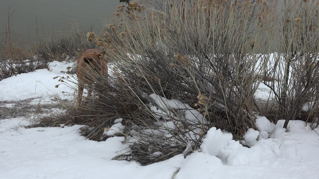 At 0:00 in Westminster, Colorado, a brown dog stands partly obscured behind leafless shrubs on snow-covered ground with gray water behind it and no visible people.
