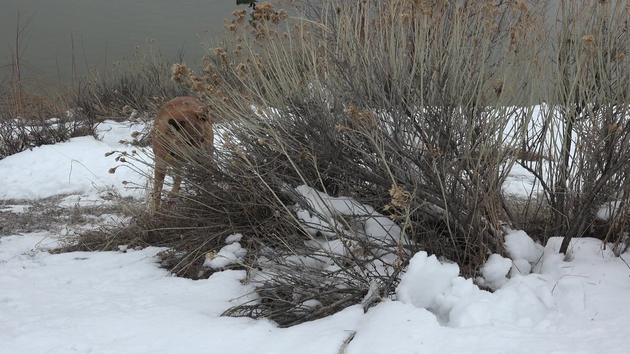 At 0:01 in Westminster, Colorado, the brown dog remains on the left side of the frame beside dense winter shrubs, with white snow in front and no visible people.