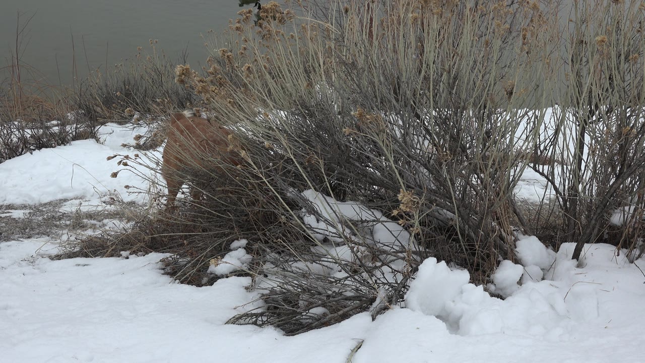Dog behind brush on snowy ground with muted gray background.