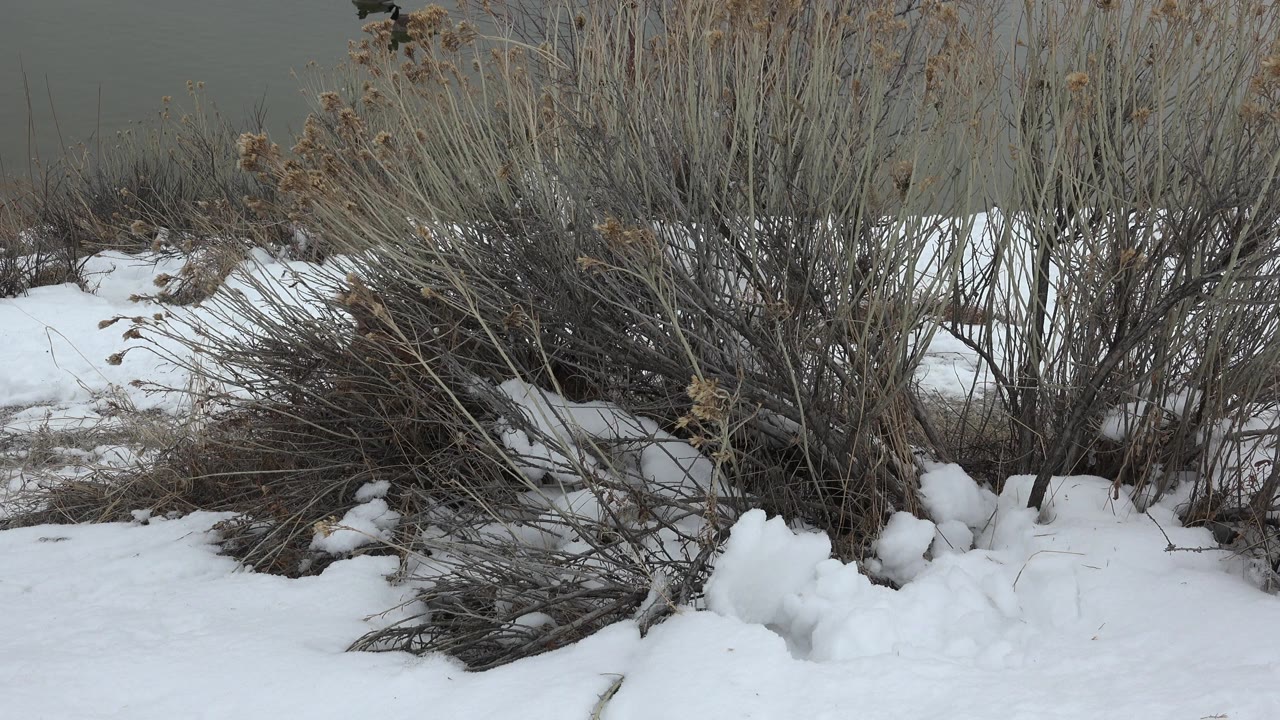 At 0:00, dry shrubs rise from patchy snow in Westminster, Colorado, with a muted gray background and no visible people.