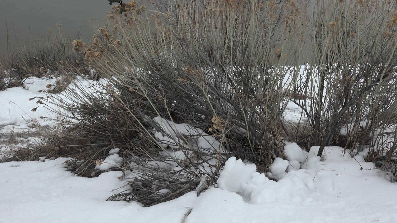 Snowy shrubs with dry stems and gray background.